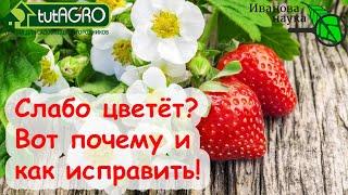 А ВЫ ЗНАЛИ? ВОТ почему ЗЕМЛЯНИКА и КЛУБНИКА плохо цветут Как заставить ягодник цвести лучше?