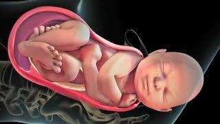 Patient Education Animation Labor and Vaginal Birth