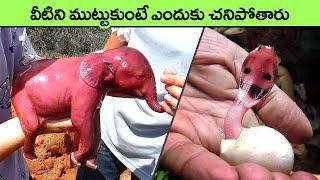 The Most Dangerous Baby Animals in The World  baby animals  facts in telugu  interesting facts