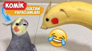 En Komik Sultan Papağanı Videoları Derlemesi  2018 Derleme
