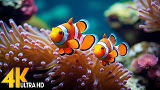 Aquarium 4K VIDEOULTRA HD- Amazing Beautiful Coral Reef Fish Relaxing Sleep Meditation Music #154