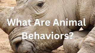 What Are Animal Behaviors?