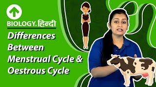 Differences Between Menstrual Cycle & Oestrous Cycle  Hindi  Biology