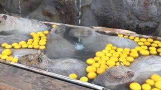 Capybaras chilling in a hot yuzu bath in winter is the most soothing scene imaginable please enjoy.