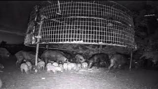 Bully wild hogs make it hard to trap.