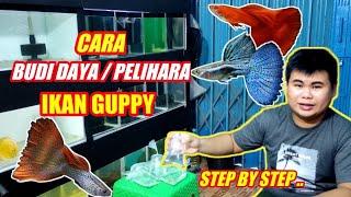 Cara Pelihara Ikan Guppy  Pemula Wajib Tahu