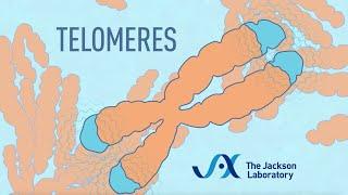 What are telomeres?  Telomere animation
