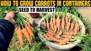 How To Grow Carrots At Home  SEED TO HARVEST