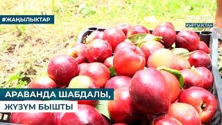 АРАВАНДА ШАБДАЛЫ ЖҮЗҮМ БЫШТЫ