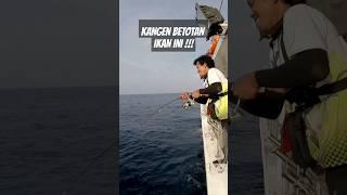 MANCING SEA MOUNT REEF  SMR ANAK GUNUNG KRAKATAU