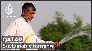 Farmers in Qatar combat climate change with sustainable farming