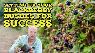 How to Plant Blackberry Bushes and Complete SETUP