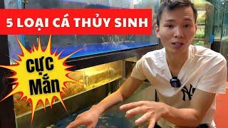 5 loài cá thủy sinh cực MẮN khi nuôi  Nguyễn Du aqua