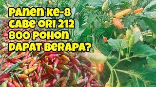 Panen cabe rawit ori 212