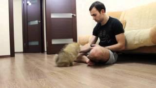 Померанский шпиц - 3 месяца Pomeranian dog - 3 month