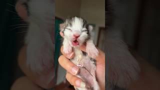 Cute Kitten Day 1 to 60 Days Timelapse Cat Versi Moy  #kucinglucu #kitten #catlover #cat