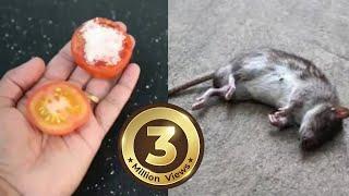 How To Kill Rats Within 30 minutes  Home Remedy Magic Ingredient  Mr. Maker