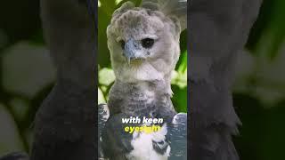 The Strongest And Most Powerful Eagle The Harpy Eagle