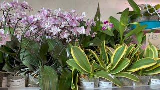  ПРОДАЖА ОРХИДЕЙ. Подростки сортовых орхидей из АЗИИ от MIKI ORCHID Обзор орхидей. Орхидеи почтой.