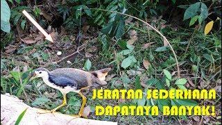 CARA MEMBUAT DAN MEMASANG JERAT RUAK RUAK  - HOW TO MAKE WHITE BREASTED WATER HEN TRAP