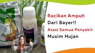 Racikan Insektisida dan Fungisida Bayer Atasi Segala Penyakit Musim Hujan Fase Vegetatif