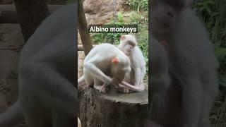 Albino monkeys grooming each other at Bentong Farm Pahang Malaysia #animals #animal