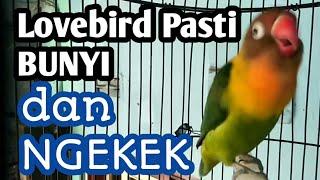 Lovebird Pasti BUNYI dan NGEKEK  pancingan Emosi Lovebird