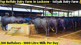 Top Buffalo Dairy Farm In Lucknow UP -Istiyak Dairy Farm 200 Buffaloes = 1000 Litre Milk Per Day 