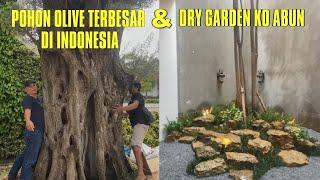 POHON OLIVE TERBESAR DI INDONESIA DAN DRY GARDEN KO ABUN