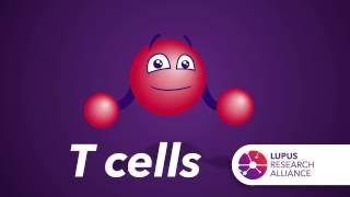 What are T-cells?