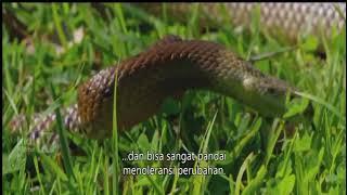 Aussie Snake Wranglers - Eps.11