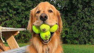 ANIMALS just love to PLAY WITH A BALL - The FUNNIEST VIDEOS