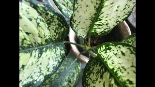 Aglaonema  eager to prove that it really is an aroid