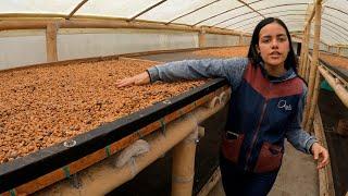 This Is How Colombian Coffee Beans Are Processed  433