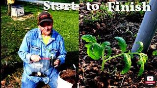 How to plant tomatoes. Tip and advice on planting in clay soil.