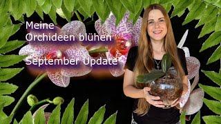 Meine Orchideen blühen September Update  Hydroponic  FWC