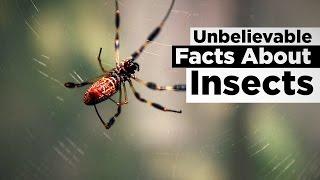 Unbelievable Facts About Insects