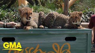 These cute cheetah babies explored Busch Gardens l GMA Digital