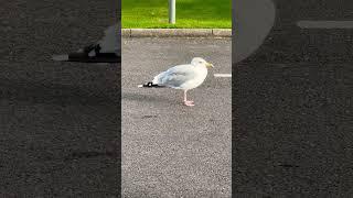 Bird#shortsfeed#youtubeshorts#birdslovers