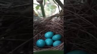 Bird Egg hatching process