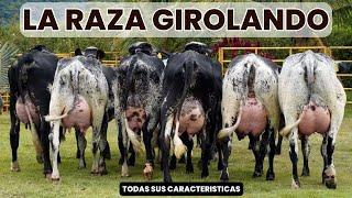 Raza de ganado Girolando y sus características