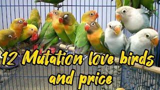 12 mutation lovebirds and price