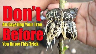 Dont Air Layering Your Tree Before Your Know This Trick Hacks