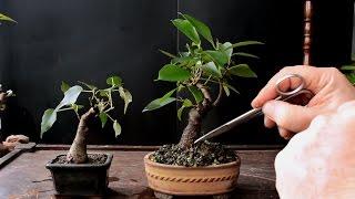 Keeping a Bonsai Tree Small Dec 2016