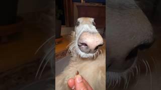 ? #bread #tortilla #borzoi #doglife #dogsofyoutube  #dogs #weird #unhinged #ASMR