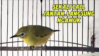 Sekali Call pleci jantan langsung gacor pleci betina manggil jantan