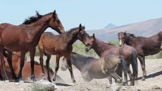 Buckskin Stallion keeping watch as his band drinks from the spring