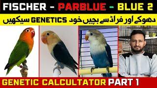 Lovebird Genetic Calculator  How to Select Green Fischer  Parblue  Blue 2 Birds  Part 1