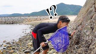 小豆島遠征！島の生き物全部とる！！！