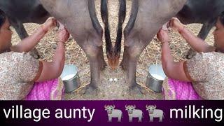 #village women buffalo  milking by hands... beautiful aunty making..